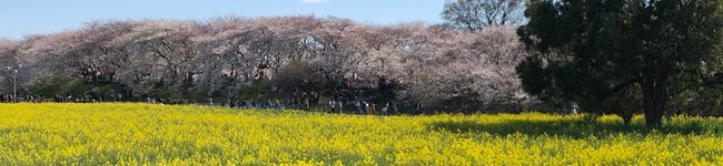 めぐ田's header image