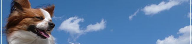 maruco's header image