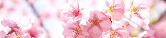 mikitty55's header image