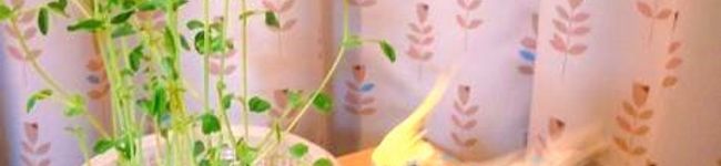 もふもふりんこ's header image