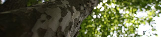 M!!HO's header image