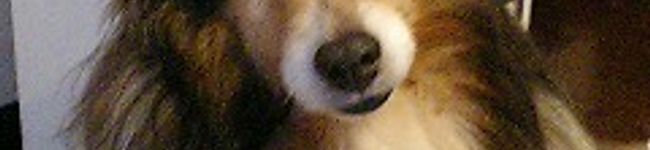 田舎のわんこ's header image