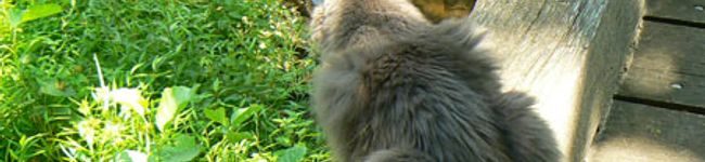 CATSEA's header image