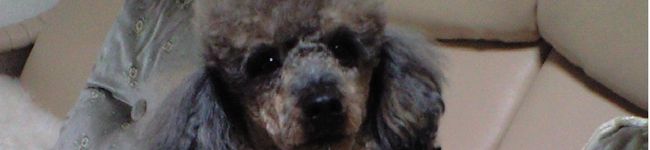 runemaro's header image