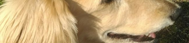 クックA7ACJK☆'s header image