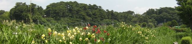 cot_takaoc's header image
