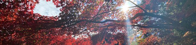 kmsasebo's header image