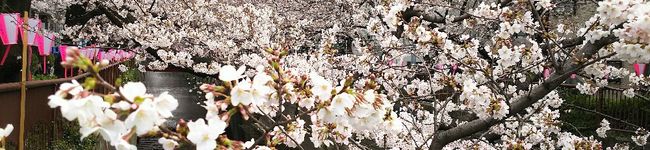 cococake's header image