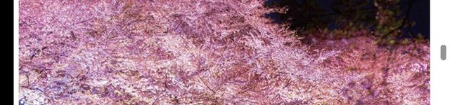 桜蜜♥'s header image
