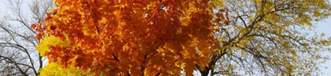 コッコままクッキング's header image
