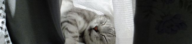 うちの猫's header image