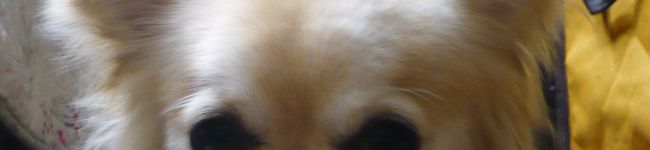 tomogucci's header image
