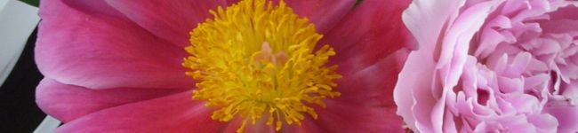Cara　Luna's header image