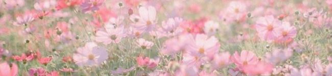 けらんちむ's header image