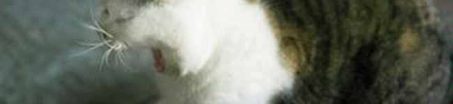 balle's header image