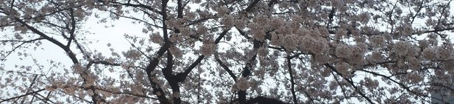 めこな's header image
