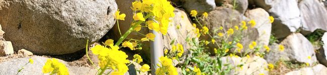 mohashim's header image