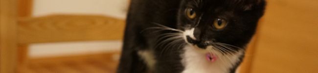 chobicoooo's header image