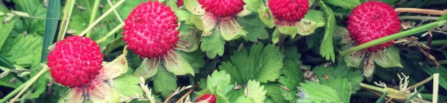 tjellyfish's header image