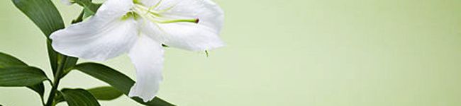MAMAJA's header image