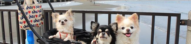 たらッペ's header image