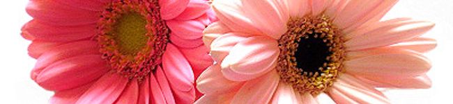 シオン（Д）'s header image