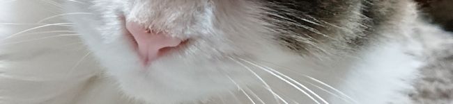 もふもふもっぴー's header image