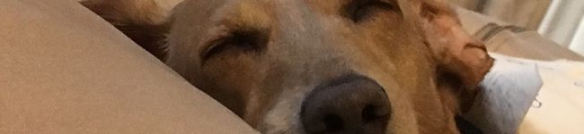 ぽぽぽぽぽぽp's header image