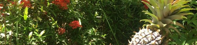 Inti＊Raymi's header image