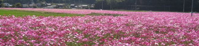 yukiayane's header image