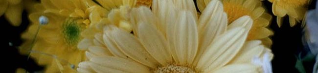 kyororonn's header image