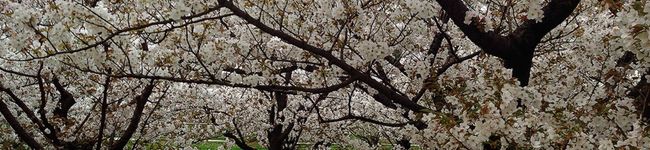 wasa＊n＊bon's header image