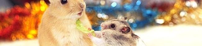 zhen nai's header image