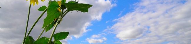 BAKABOO's header image