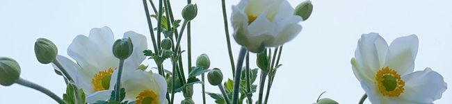 maasakob's header image