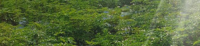 高千穂農園's header image