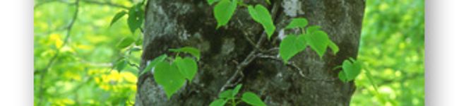 fran21's header image