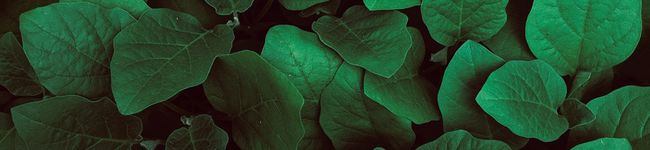TARO:0228's header image