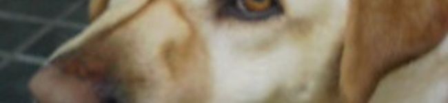 Hiyotaku's header image