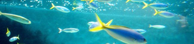 tamagooooo's header image