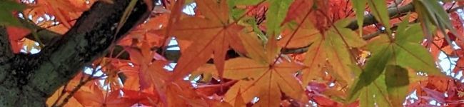 山野伸介's header image