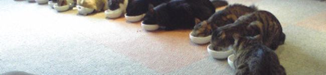 Machalin's header image