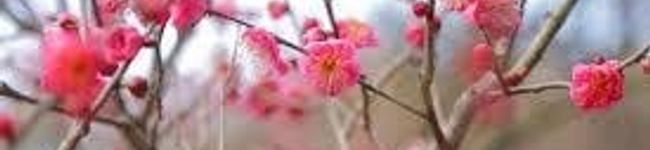 non♪tan♪'s header image