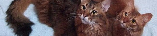 somarin's header image