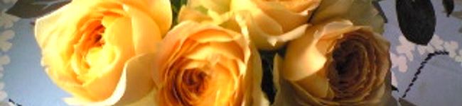 poikau's header image