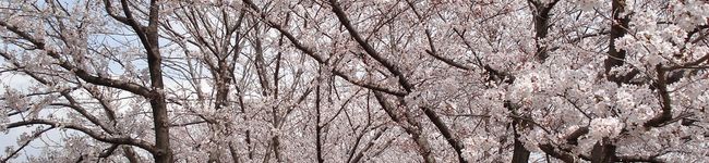 あおい　ＲＯＳＳＯ's header image