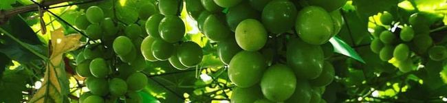 ziriguidum's header image