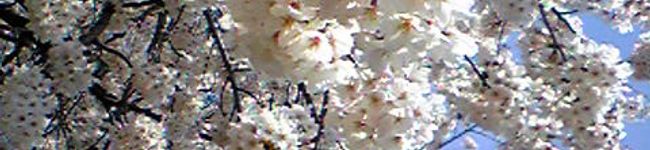 桜花蒼空's header image