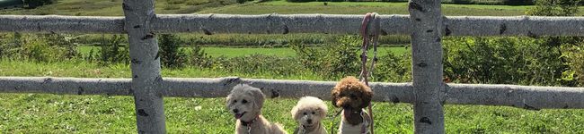 3匹の犬のママ's header image