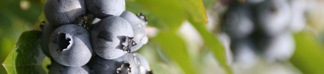 能登町's header image